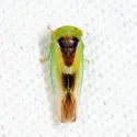 Populicerus lunaris - photo 2