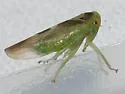 Populicerus lunaris - photo 3