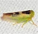 Populicerus lunaris - photo 5