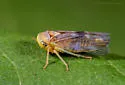 Populicerus midas - Populicerus midas