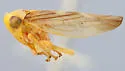 Populicerus midas - photo 2