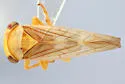Populicerus midas - photo 3
