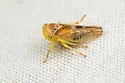 Populicerus midas - photo 4
