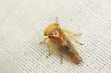 Populicerus midas - photo 5