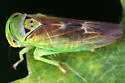 Populicerus nitidissimus