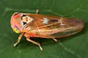 Populicerus nitidissimus - photo 3