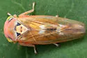 Populicerus nitidissimus - photo 4