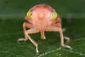 Populicerus nitidissimus - photo 5