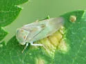 Populicerus obsoletus - Populicerus obsoletus