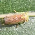 Populicerus obsoletus - photo 3