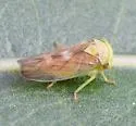 Populicerus obsoletus - photo 4