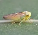 Populicerus obsoletus - photo 5