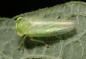 Populicerus pallidus - photo 2