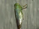 Populicerus pallidus - photo 4