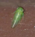 Populicerus pallidus - photo 5