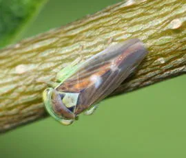 Populicerus populi - photo 2