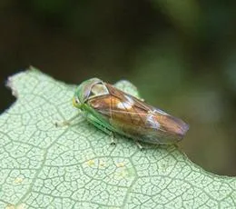 Populicerus populi - photo 3