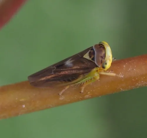 Populicerus populi - photo 4