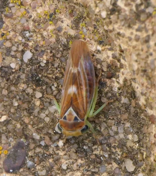 Populicerus populi - photo 5