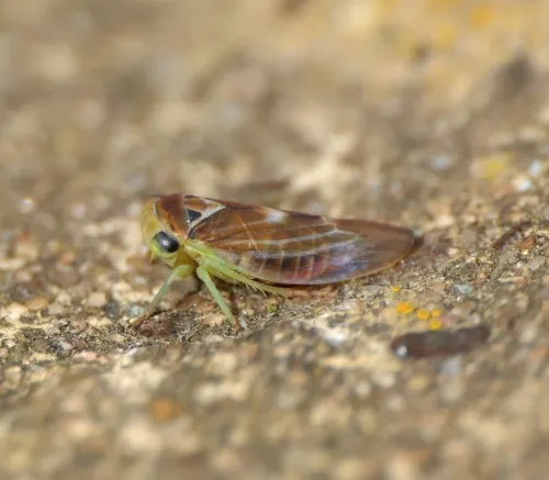Populicerus populi - photo 6