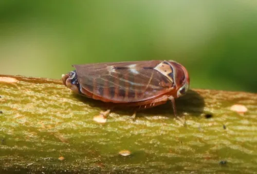 Populicerus populi - photo 7