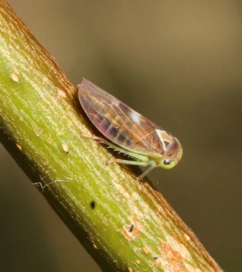 Populicerus populi - photo 8