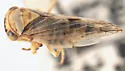 Populicerus rondulus - Populicerus rondulus