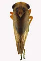 Populicerus suturalis - photo 2