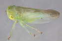 Populicerus telus - Populicerus telus