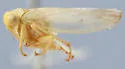 Populicerus unicolor