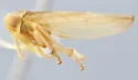 Populicerus vanduzeei - Populicerus vanduzeei