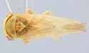 Populicerus vanduzeei - photo 2