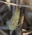 Populicerus vanduzeei - photo 3