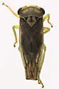 Populicerus venosus - photo 2