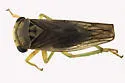 Populicerus venosus - photo 3