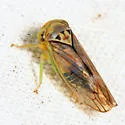 Populicerus venosus - photo 4