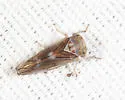Populicerus venosus - photo 5
