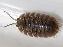 Giant Canyon Woodlouse