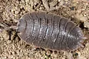 Giant Canyon Woodlouse - photo 2
