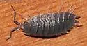Giant Canyon Woodlouse - photo 3