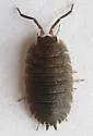 Giant Canyon Woodlouse - photo 4
