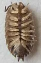 Giant Canyon Woodlouse - photo 5