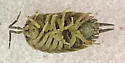 Swift Woodlouse