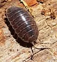 Swift Woodlouse - photo 3