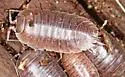 Swift Woodlouse - photo 4