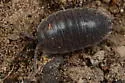 Swift Woodlouse - photo 5