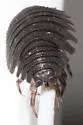 Common Rough Woodlouse