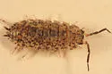 Common Rough Woodlouse - photo 2