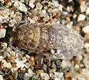 Common Rough Woodlouse - photo 3