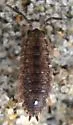 Common Rough Woodlouse - photo 4